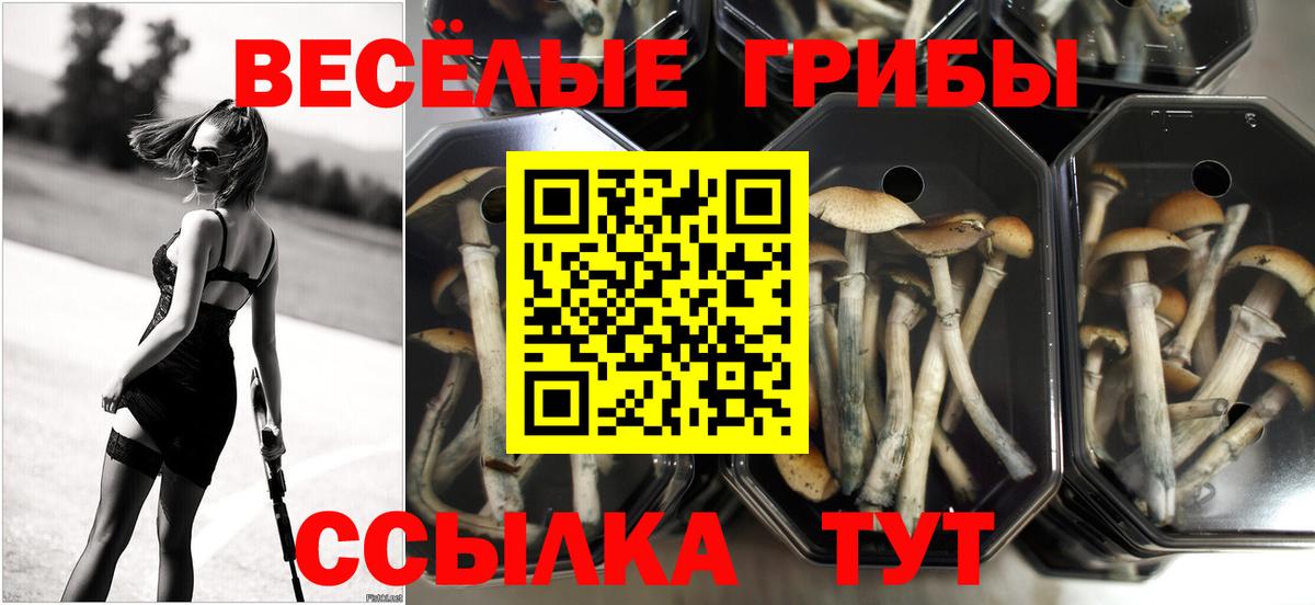 где продают   Вход с VPN  Бахчисарай  Галлюциногенные грибы ЛСД 